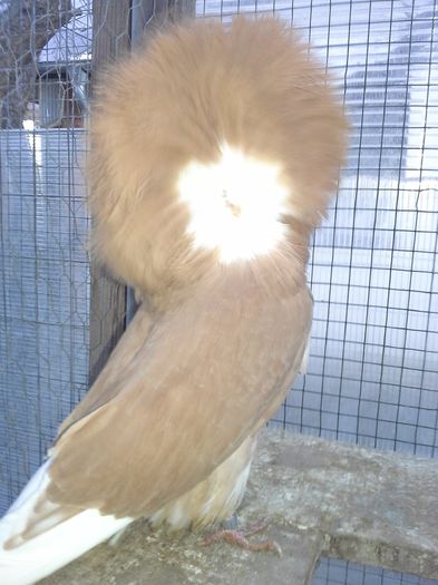 gulerati 9 ian 2016 031