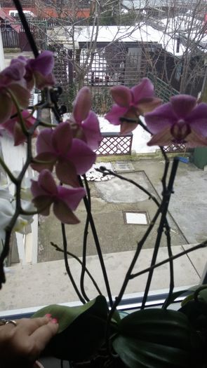 Orhidee cu 5 tije