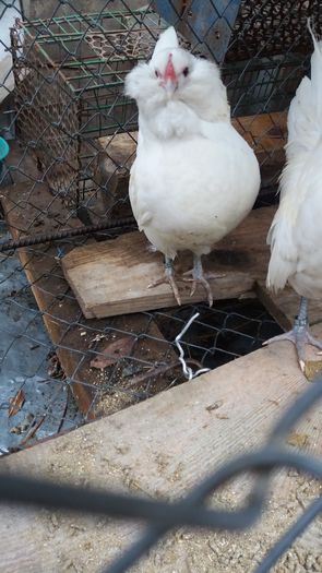 20160109_133810 - barboase de antwerp