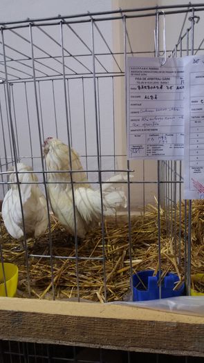 20160109_103841 - barboase de antwerp