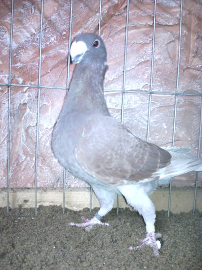 VANDUTA