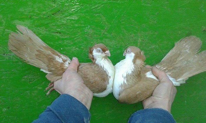 M - F 2015; M - F 2015
