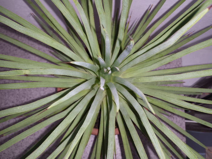 Agave stricta nana - Agave - 2016