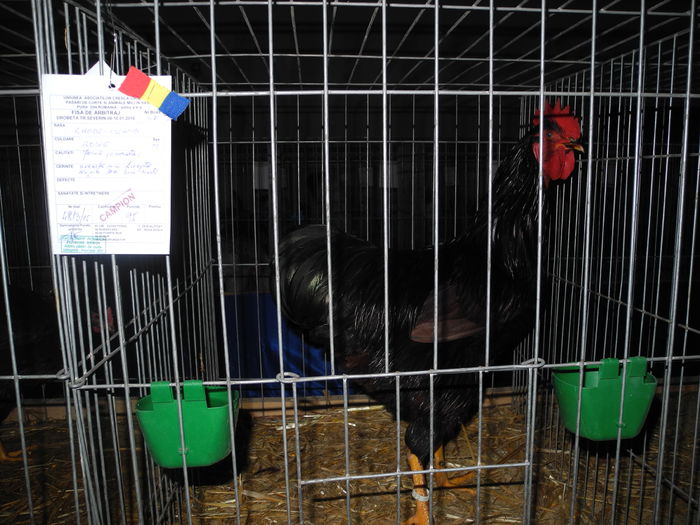 DSCN2238 - Expo Fauna Mehedinteana 2016