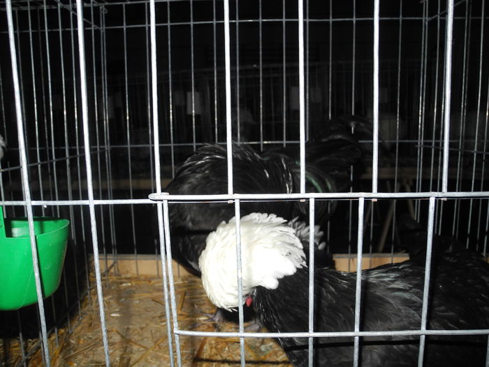 DSCN2246 - Expo Fauna Mehedinteana 2016