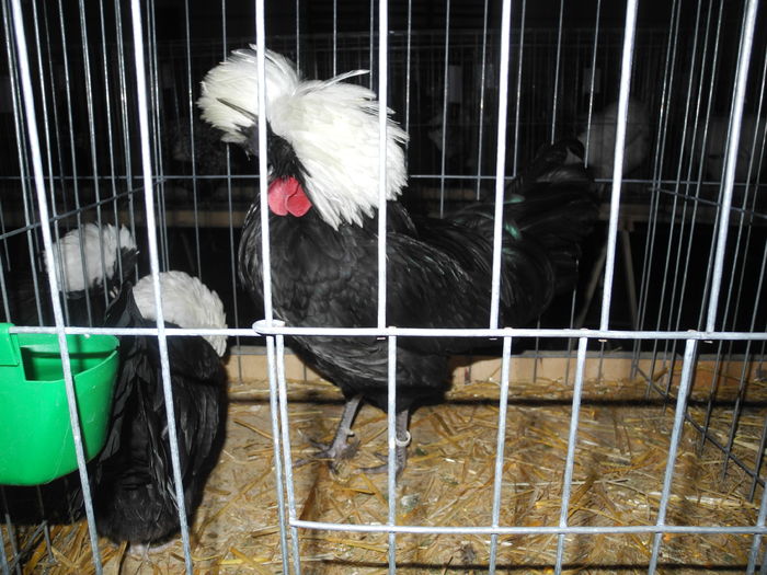 DSCN2247 - Expo Fauna Mehedinteana 2016