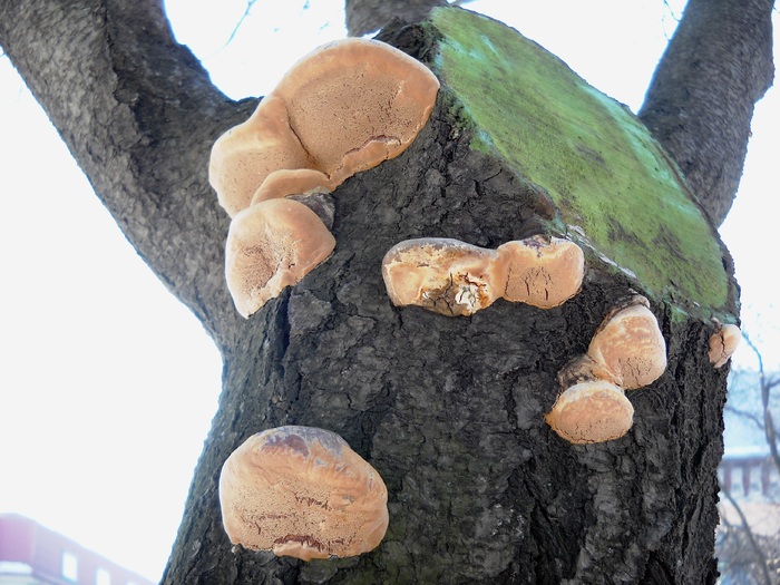 Picture 001 - aspecte insecte si alte vietati de prin paduri si parcuri