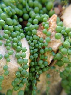 senecio rowleyanus