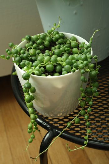 senecio rowleyanus