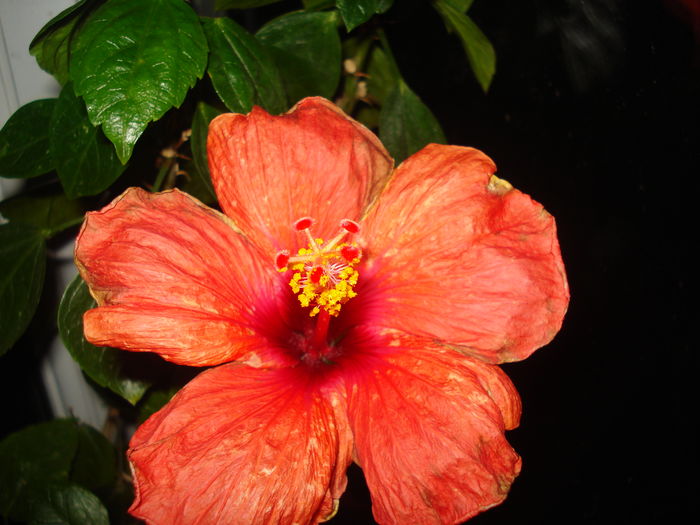 DSC04318 - HIBISCUS 2016