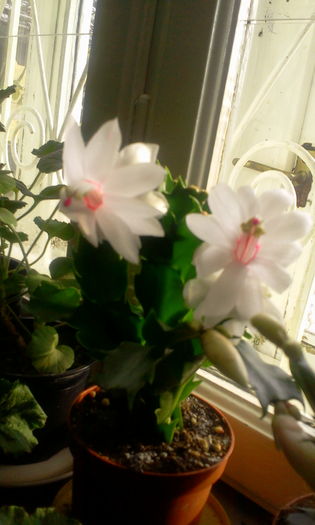 Fotografie8032 - Schlumbergera 2014-prezent