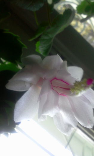 Fotografie8037 - Schlumbergera 2014-prezent