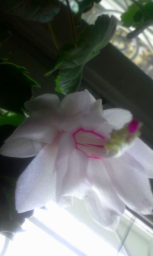 Fotografie8038 - Schlumbergera 2014-prezent