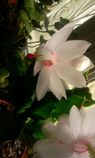 Fotografie8028 - Schlumbergera 2014-prezent