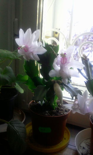 Fotografie8033 - Schlumbergera 2014-prezent