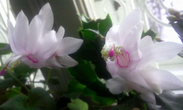 Fotografie8040 - Schlumbergera 2014-prezent