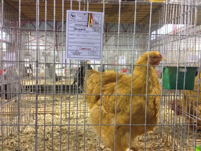 EXPO 2016 MARAMURES - EXPOZITII MARAMURES