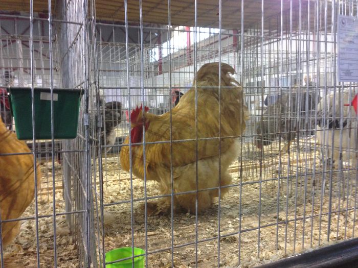 EXPO 2016 MARAMURES - EXPOZITII MARAMURES