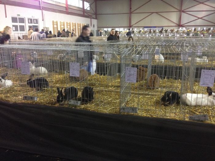 EXPO 2016 MARAMURES - EXPOZITII MARAMURES