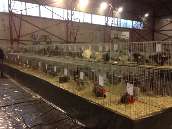 EXPO 2016 MARAMURES - EXPOZITII MARAMURES