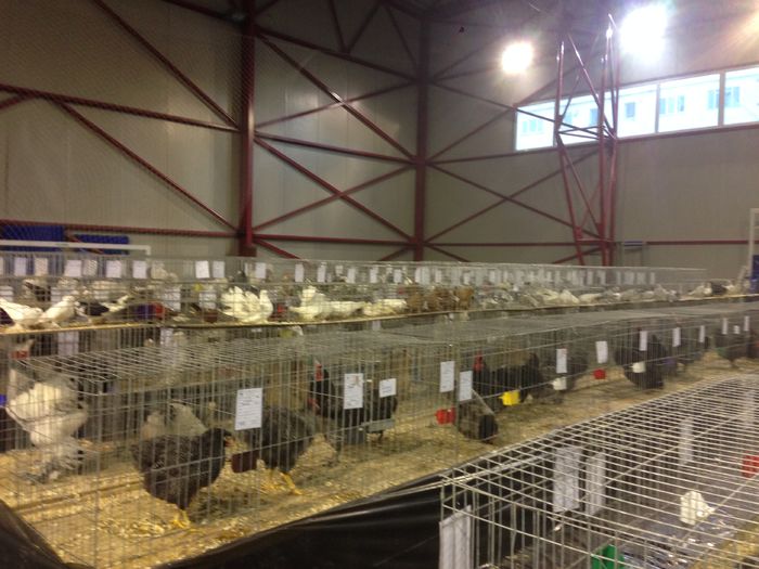 EXPO 2016 MARAMURES - EXPOZITII MARAMURES