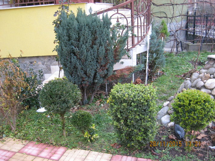 Rodiu ,Kiwi si ornamentali 28.11.2015