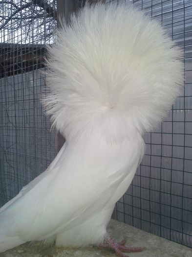 gulerati 10 ian 16 013