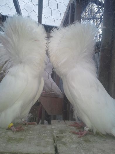 gulerati 10 ian 16 007; PERECHEA 2
