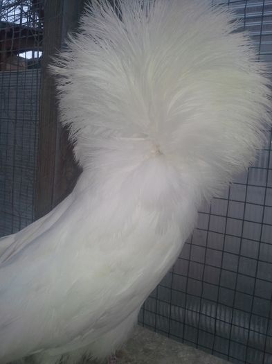 gulerati 10 ian 16 001