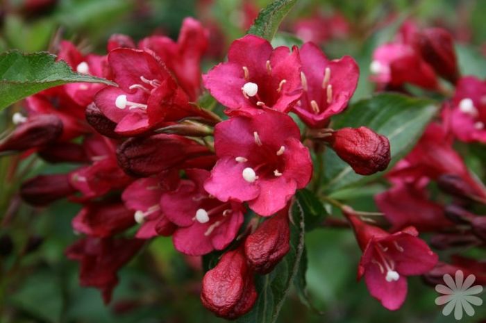 weigela_eva_rathke