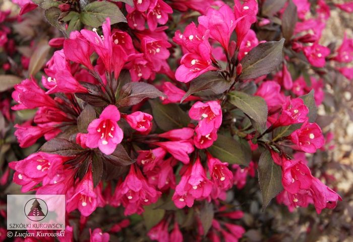 Weigela Minor Black