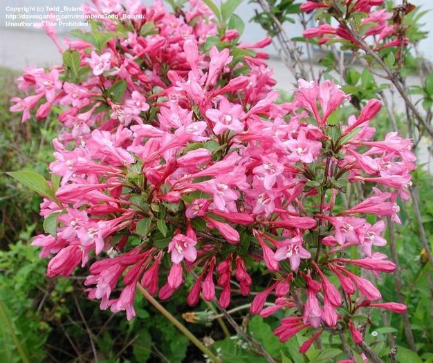 Weigela Pink Princess