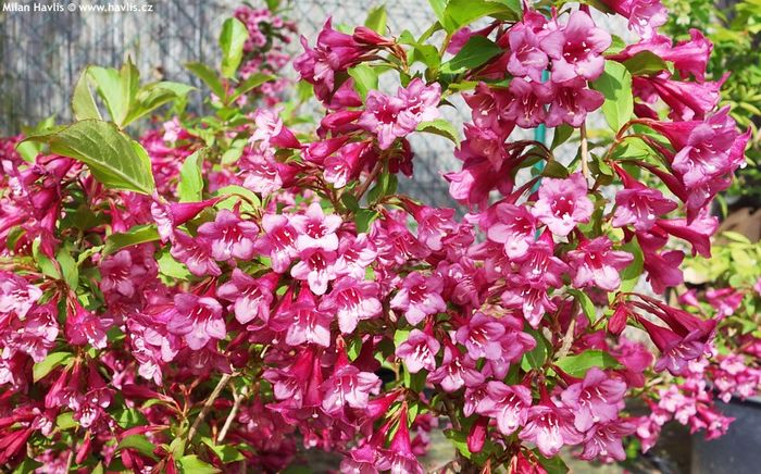 Weigela "RUMBA" - DORINTE  - PLANTE SI ARBUSTI 2017