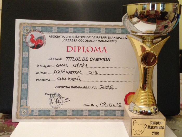 CAMPION- MARAMURES 2016 - G ORPINGTON GALBEN