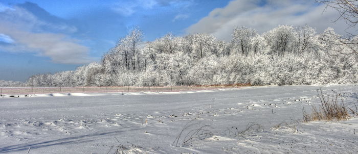 Padurea Concesti. Poano, HDR, IR. - FOTOGRAFII PANORAMICE