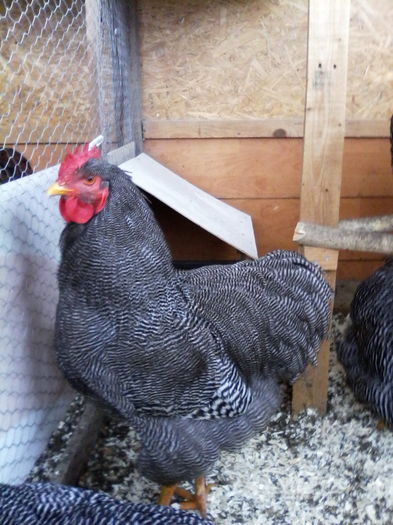 IMG_20160109_133320 - PLYMOUTH ROCK-BARAT 2015-2016