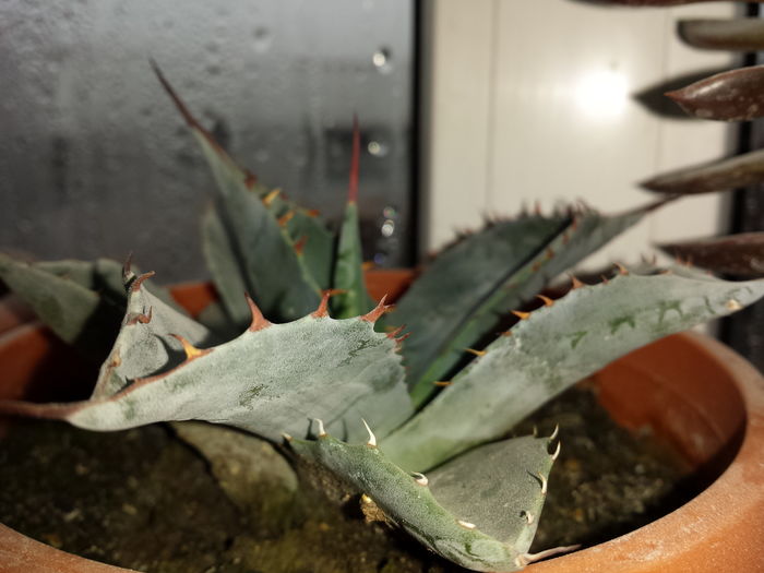 Agave deserti