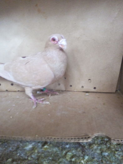 IMG_20160109_123525 - carunculat de oradea