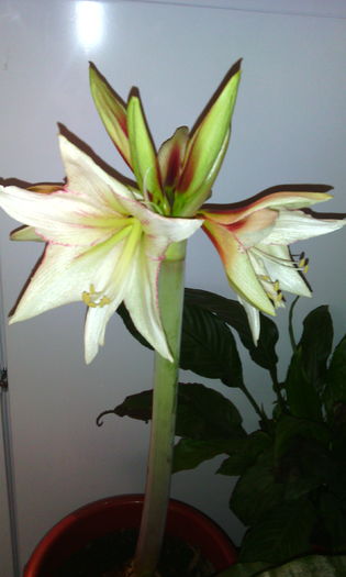 IMG_20160110_143836[1]