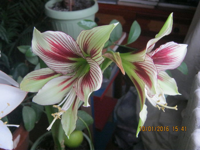 IMG_0036 - Amaryllis