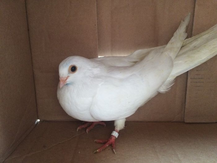 5272  f  2015 - Plecați ALBUM 1