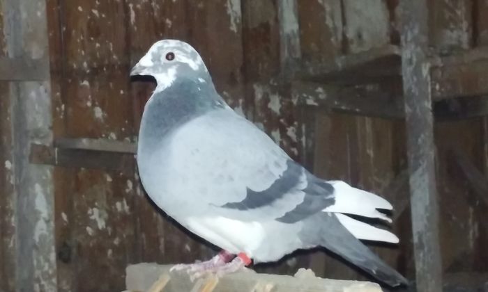 M-2013 AARDEN; Dupa o scurta &quot;vacanta fortata&quot; pe plaiuri bucovinene,am reușit să-l aduc acăsă
