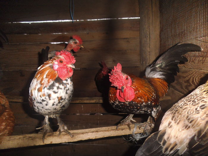 DSCF6044 - gainile mele pitice la gramada