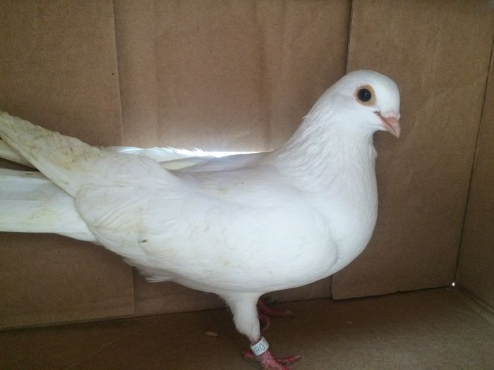 5706  m  2015 - Plecați ALBUM 1