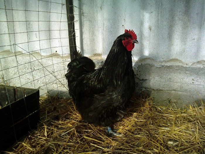 85561847 - AMINTIRI FRUMOASE