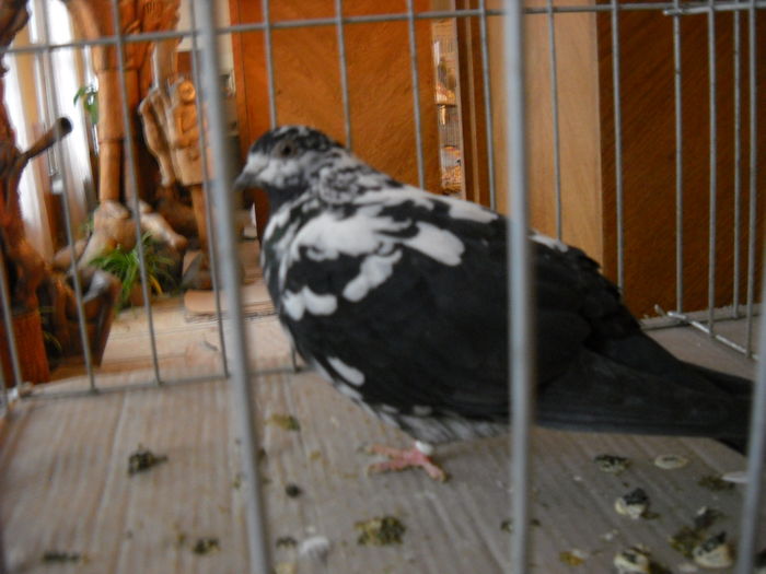 Picture 214
