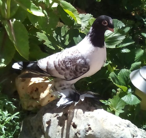 Din favorit doar  o amintire...