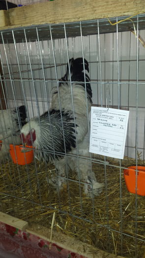 20160107_175326 - Copy