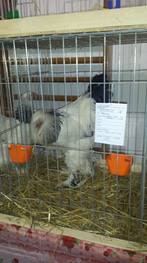 20160107_175336 - tineret 2015