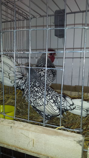 20160107_175418 - tineret 2015